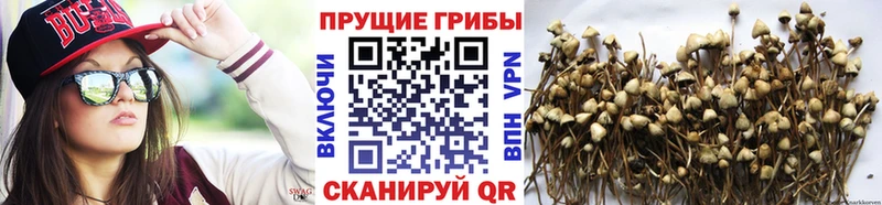 Псилоцибиновые грибы Psilocybine cubensis  Купить где  Ветлуга 